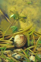 /album/fenykepgaleria/partra-vetve-masolata-jpg/